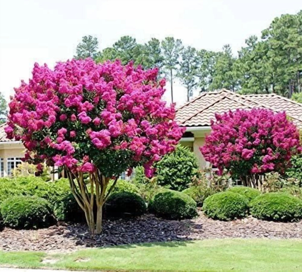 Crape Myrtle Pink Velour | 1 Extra Large 3 Gallon Plants | Lush Magenta-Pink Blooms, Live Plant, Elegant Ornamental Shrub for Distinctive Garden Accents