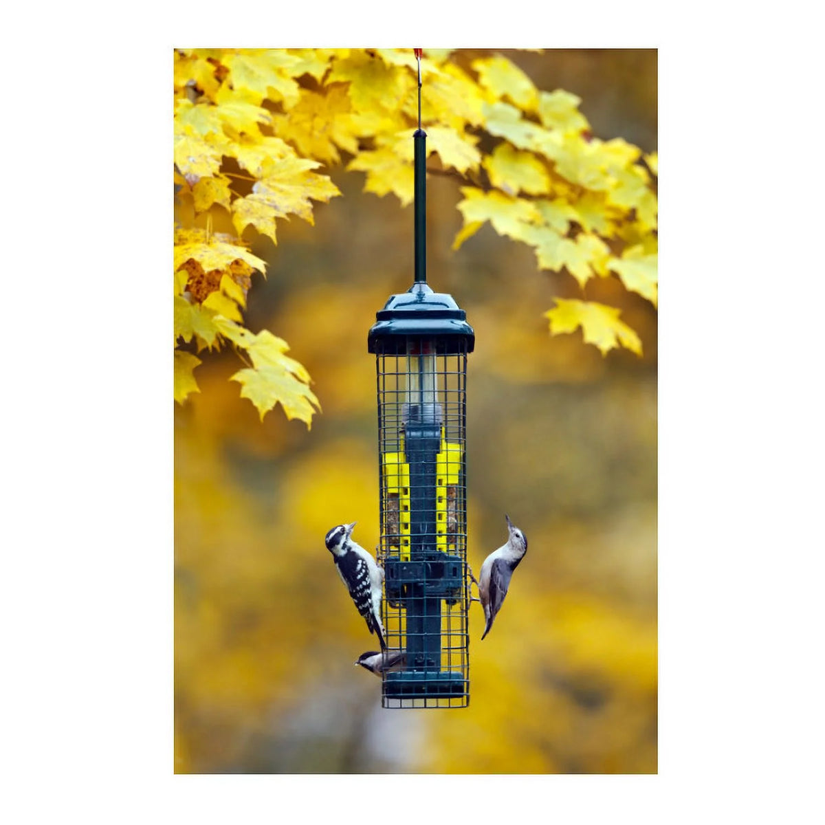 Brome Squirrel Buster Suet Feeder