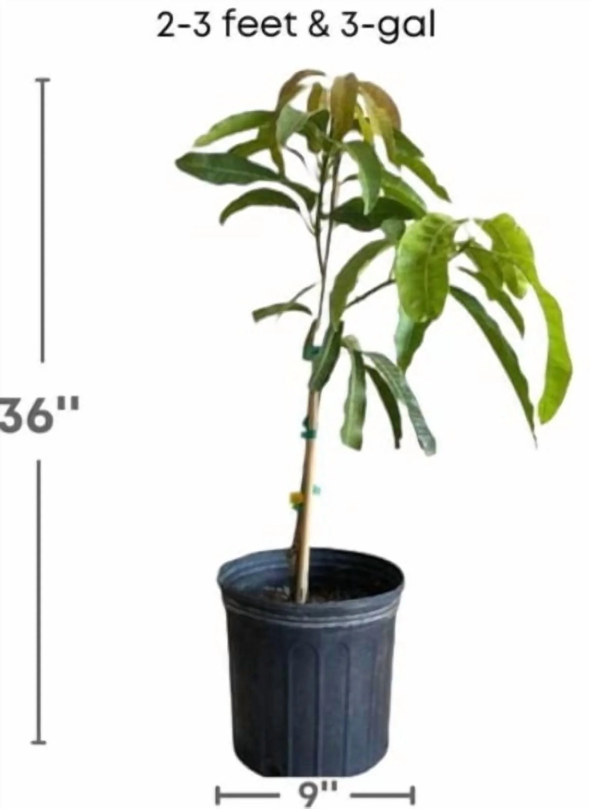 Malika Dwarf Cold Hardy MANGO TREE GRAFTED (2-4 Feet Tall)