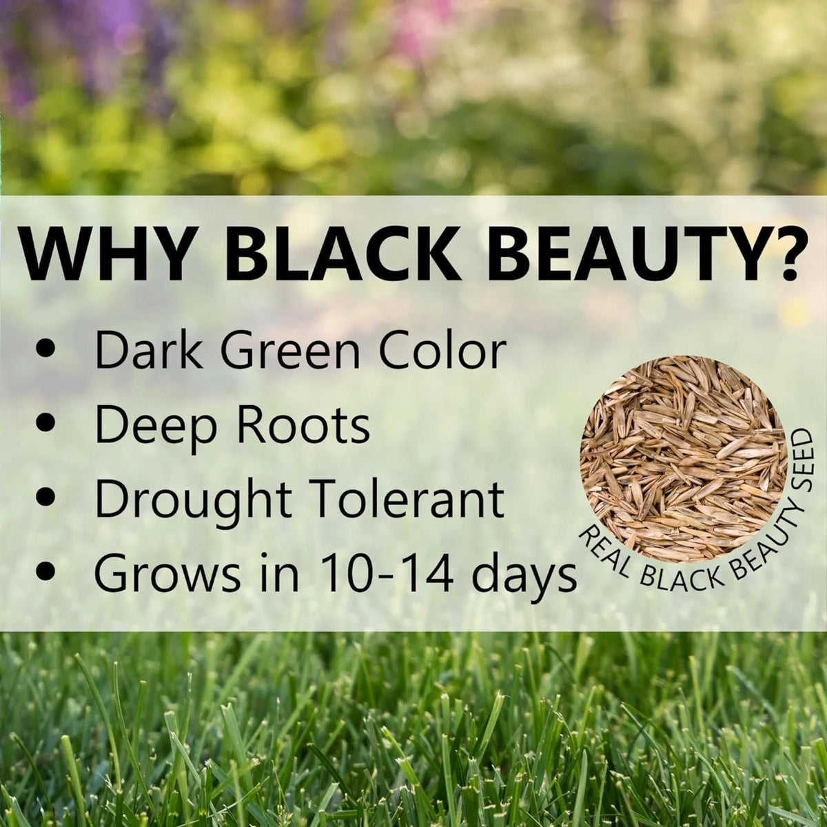 Black Beauty 25lb Fall Magic Seed 10770