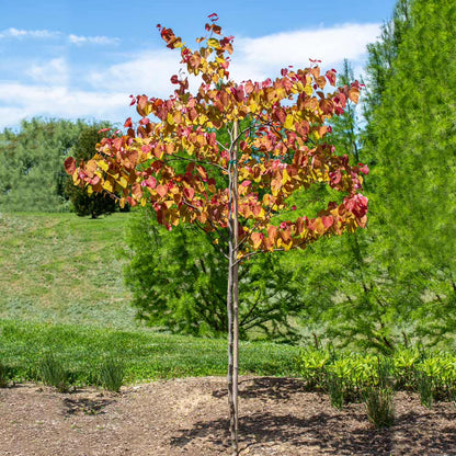 Brighter Blooms - Bloomables? Flame Thrower? Redbud Tree, 3-4 ft. - No Shipping to AZ, OR