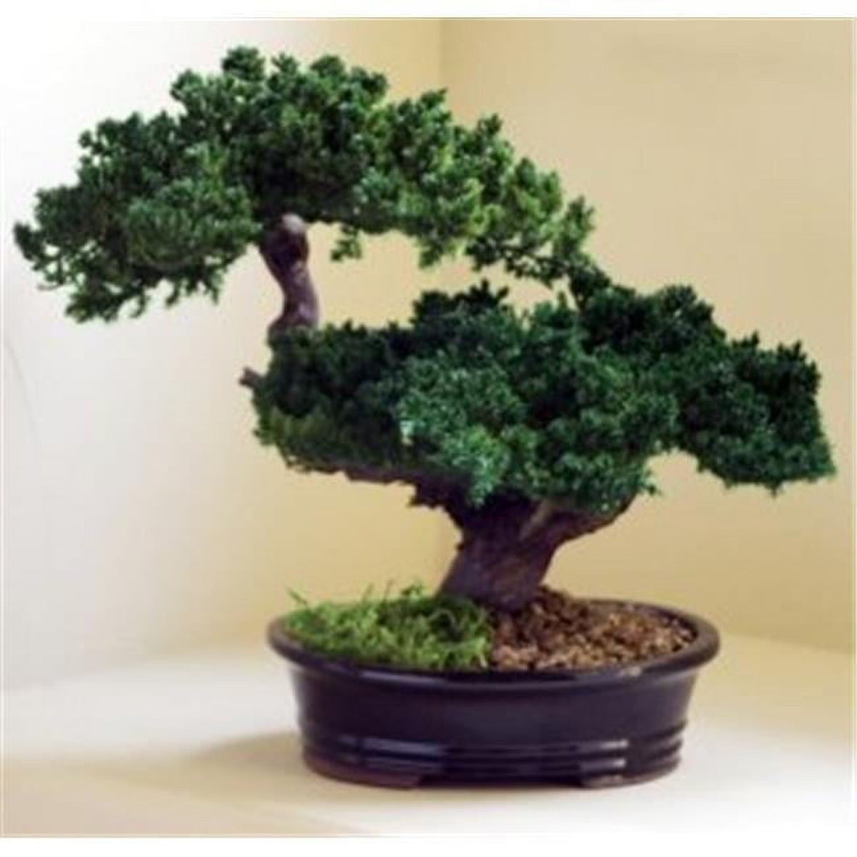 Monterey Juniper Double Trunk Preserved Bonsai Tree