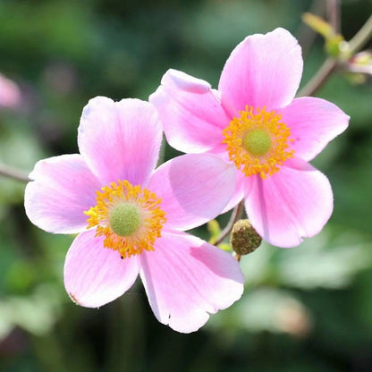 September Charm Japanese Anemone-Perennial-Elegant pink flowers  1 Gallon (Pack of 4)