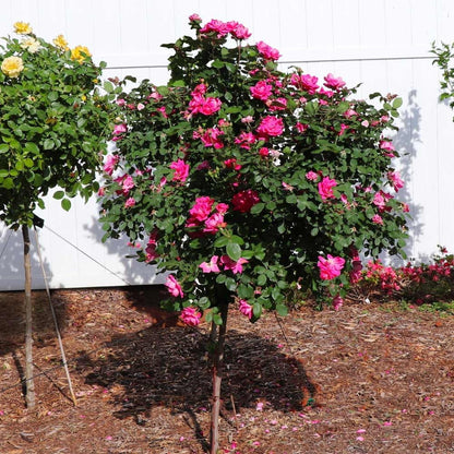 Brighter Blooms - Pink Knock Out Rose Tree, 3-4 ft. - No Shipping To AZ