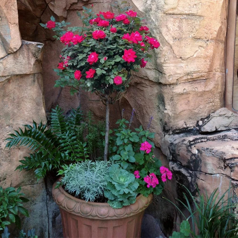 Brighter Blooms - Knock Out Rose Tree, 3-4 ft. - No Shipping To AZ