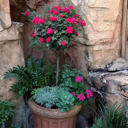 Brighter Blooms - Knock Out Rose Tree, 3-4 ft. - No Shipping To AZ