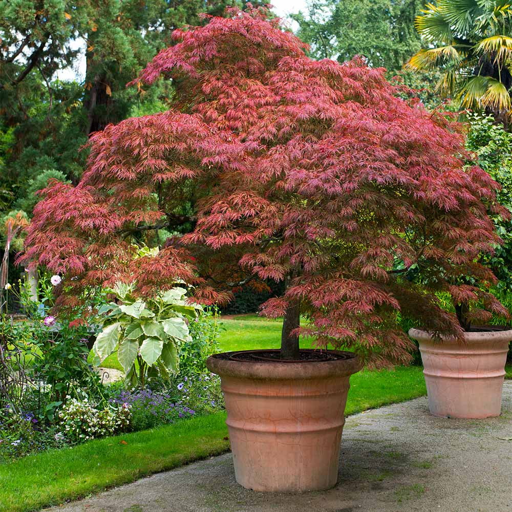 Brighter Blooms - Red Dragon Japanese Maple Tree, 1-2 ft. - No Shipping To AZ