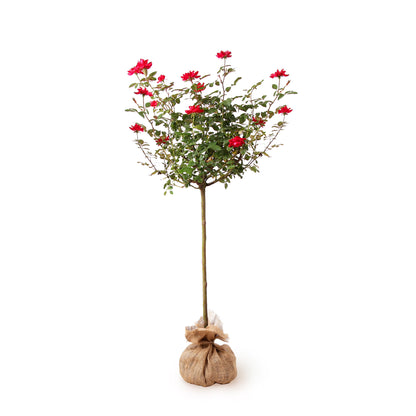 Brighter Blooms - Knock Out Rose Tree, 3-4 ft. - No Shipping To AZ