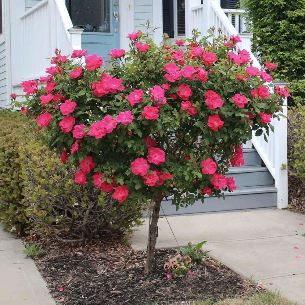 Brighter Blooms - Knock Out Rose Tree, 3-4 ft. - No Shipping To AZ