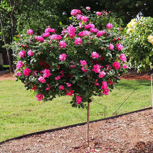 Brighter Blooms - Pink Knock Out Rose Tree, 3-4 ft. - No Shipping To AZ