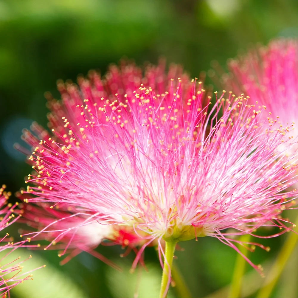 Brighter Blooms - Bloomables? Summer Chocolate Mimosa Tree, 5-6 ft. - No Shipping to AZ, FL, OR