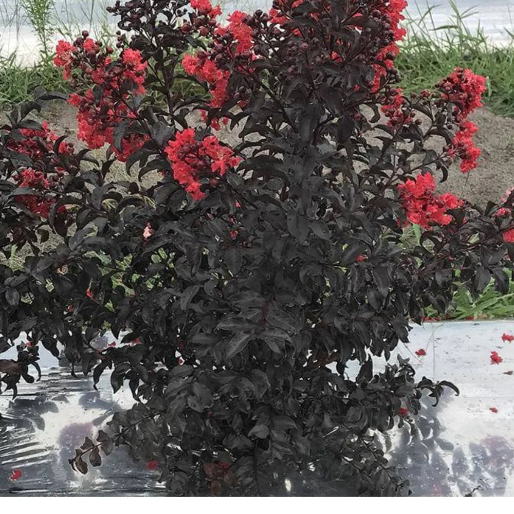 Proven Winner 3-4 ft. tall Center Stage Red Crape Myrtle Live Tree in 7-Gallon Grower Pot
