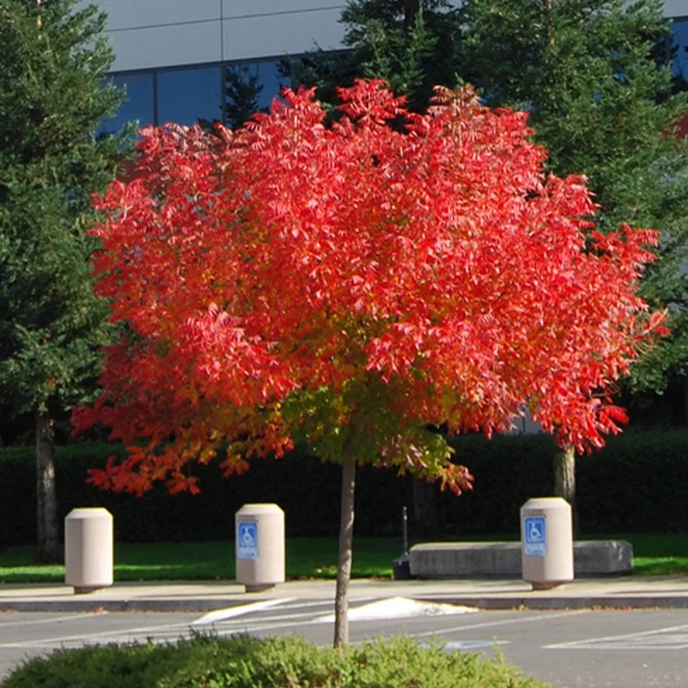 Brighter Blooms - Chinese Pistache Tree, 5-6 ft. - No Shipping To AK, AZ, HI