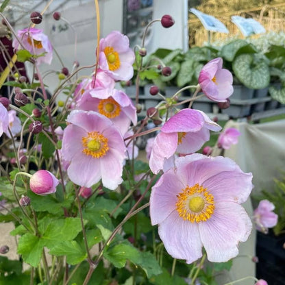 September Charm Japanese Anemone-Perennial-Elegant pink flowers  1 Gallon (Pack of 4)