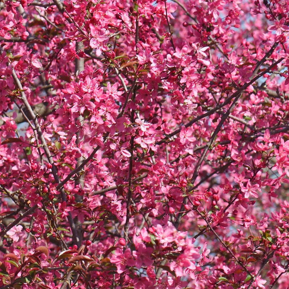 Brighter Blooms - Prairifire Crabapple Tree, 4-5 ft. - No Shipping To AZ,CA,ID,OR