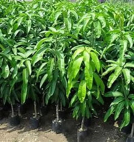 Malika Dwarf Cold Hardy MANGO TREE GRAFTED (2-4 Feet Tall)
