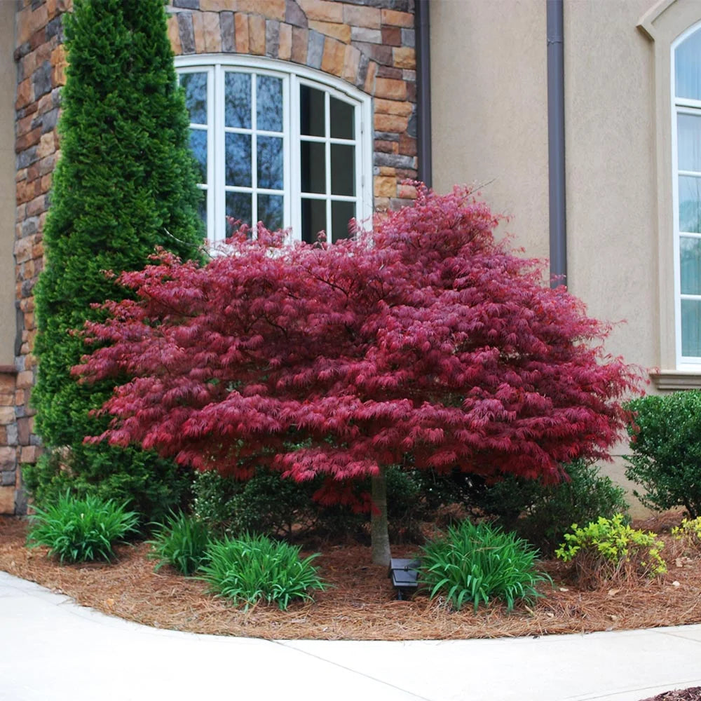 Brighter Blooms - Red Dragon Japanese Maple Tree, 1-2 ft. - No Shipping To AZ