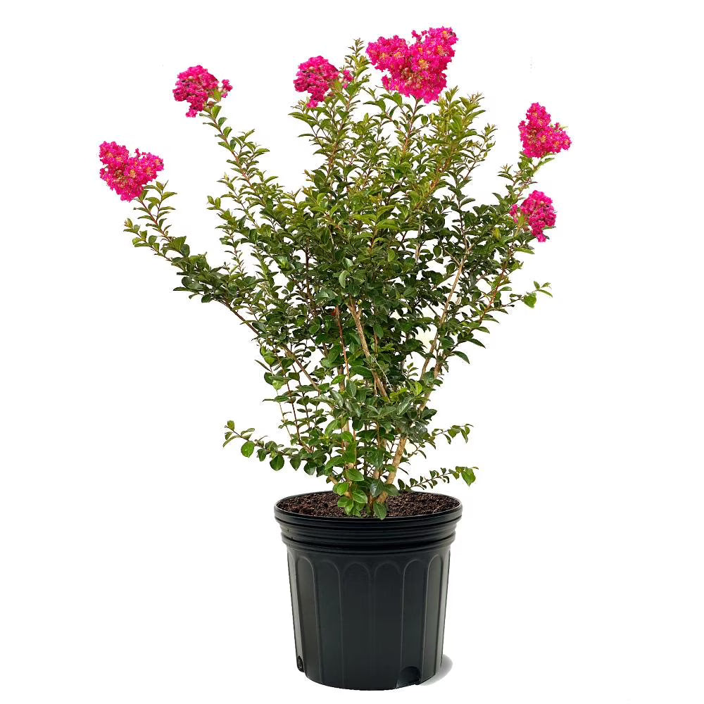 Expert Gardener 3-4 ft. tall Tonto Crape Myrtle Live Tree in 7-Gallon Grower Pot