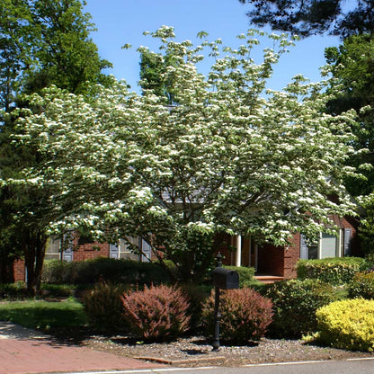 Brighter Blooms - White Kousa Dogwood, 3-4 ft. - No Shipping to AZ, FL