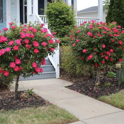 Brighter Blooms - Knock Out Rose Tree, 3-4 ft. - No Shipping To AZ