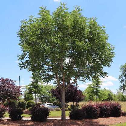 Brighter Blooms - Chinese Pistache Tree, 5-6 ft. - No Shipping To AK, AZ, HI
