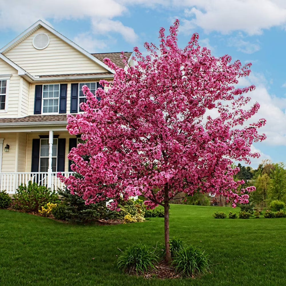 Brighter Blooms - Prairifire Crabapple Tree, 4-5 ft. - No Shipping To AZ,CA,ID,OR