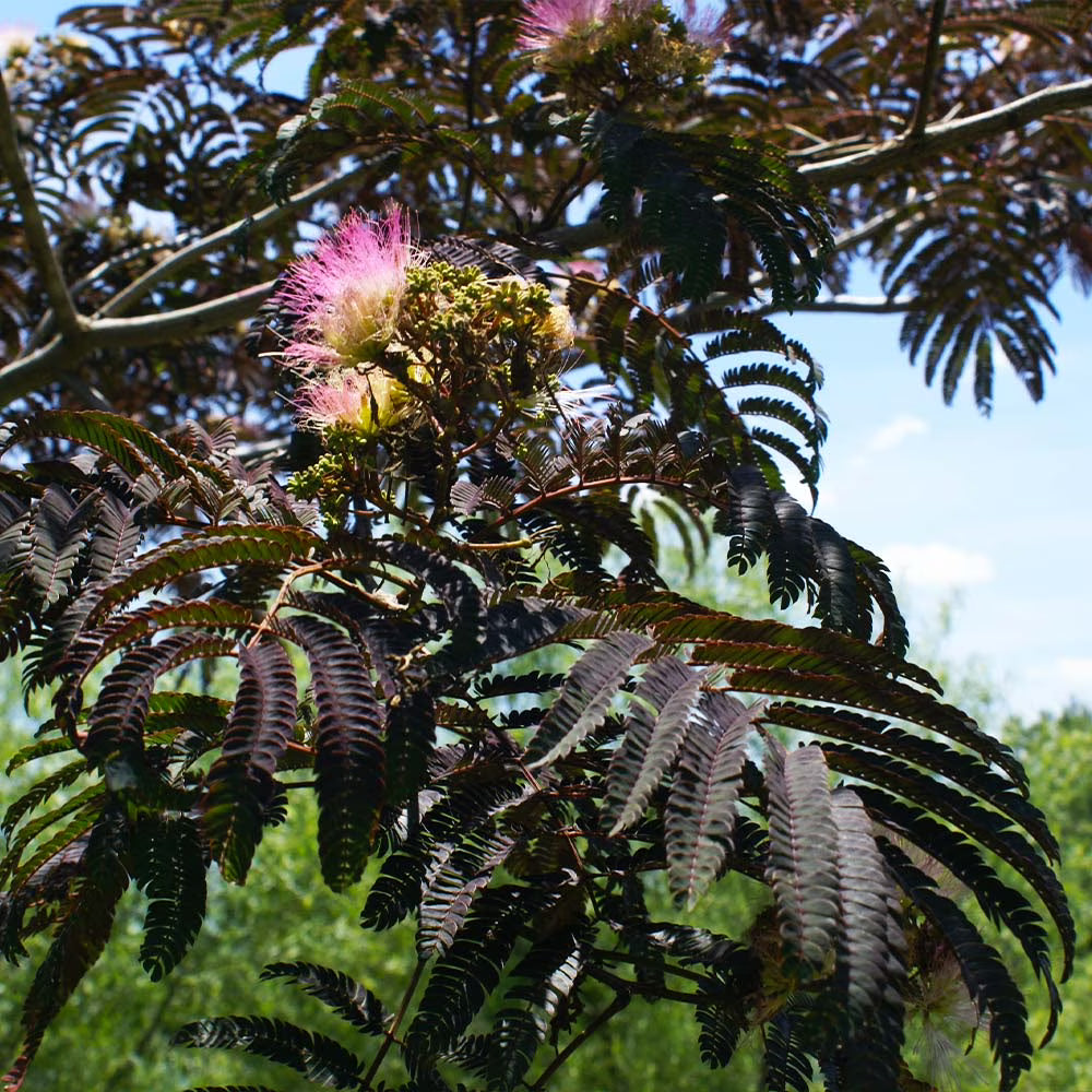 Brighter Blooms - Bloomables? Summer Chocolate Mimosa Tree, 5-6 ft. - No Shipping to AZ, FL, OR