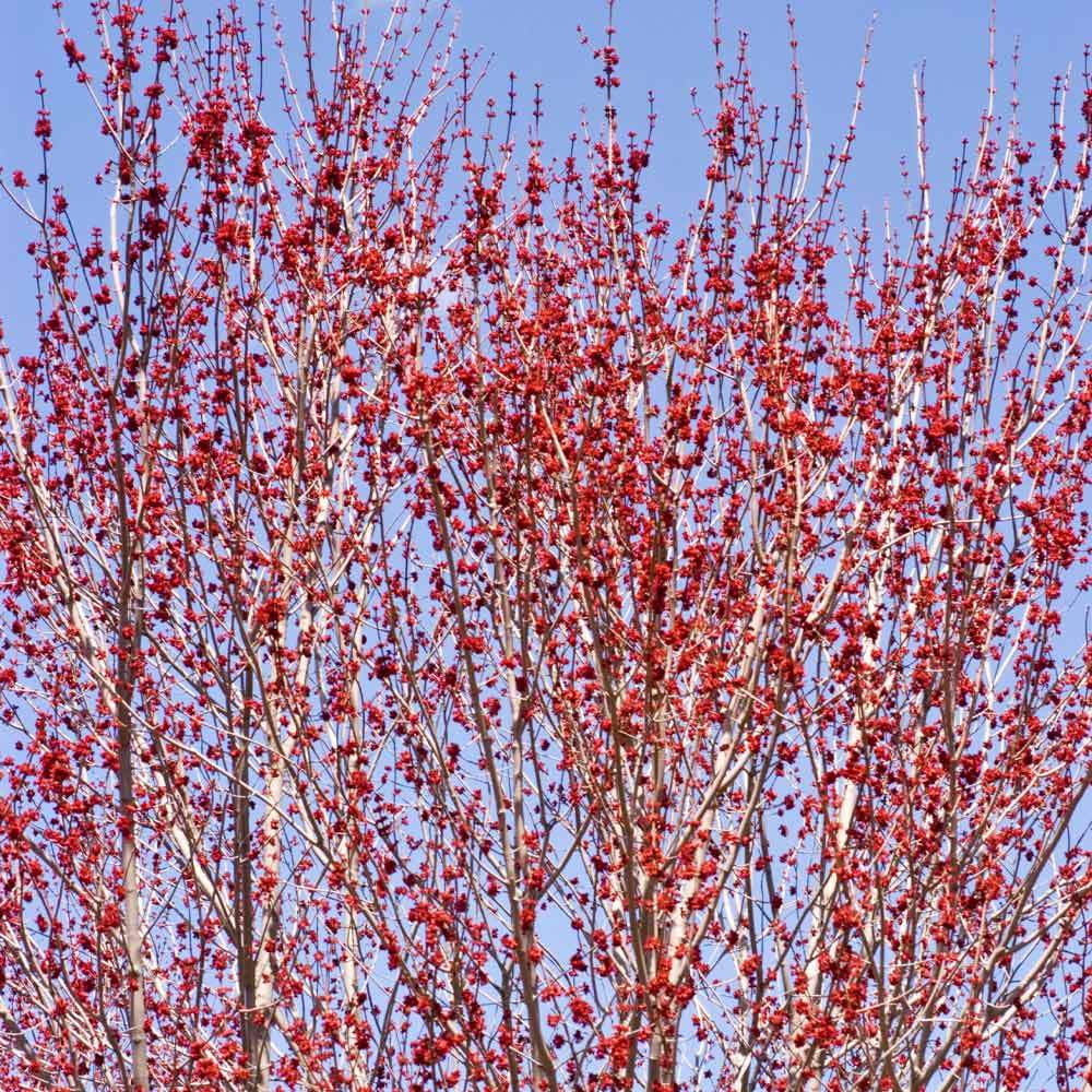 Brighter Blooms - Red Sunset? Maple Tree, 6-7 ft. - No Shipping to AZ
