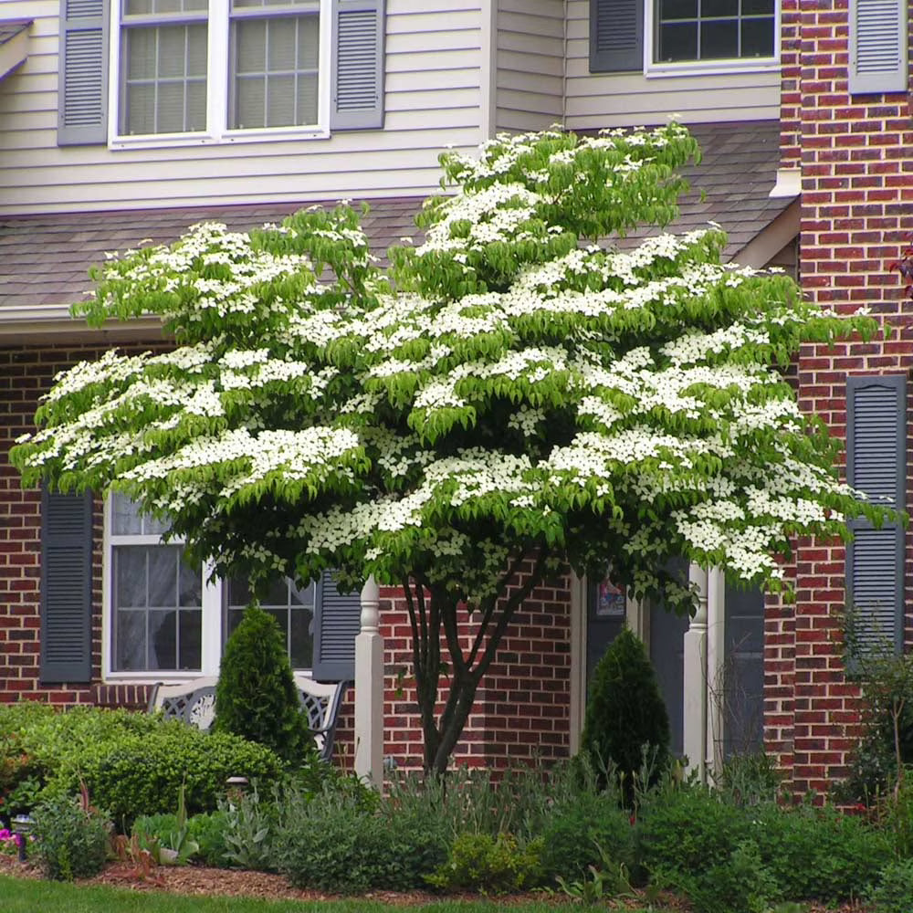 Brighter Blooms - White Kousa Dogwood, 3-4 ft. - No Shipping to AZ, FL