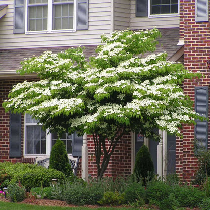 Brighter Blooms - White Kousa Dogwood, 3-4 ft. - No Shipping to AZ, FL