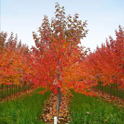 Brighter Blooms - Red Sunset? Maple Tree, 6-7 ft. - No Shipping to AZ