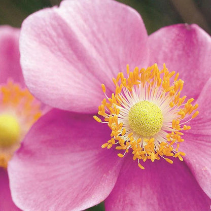 September Charm Japanese Anemone-Perennial-Elegant pink flowers  1 Gallon (Pack of 4)