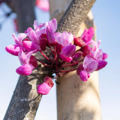 Brighter Blooms - Bloomables? Flame Thrower? Redbud Tree, 3-4 ft. - No Shipping to AZ, OR