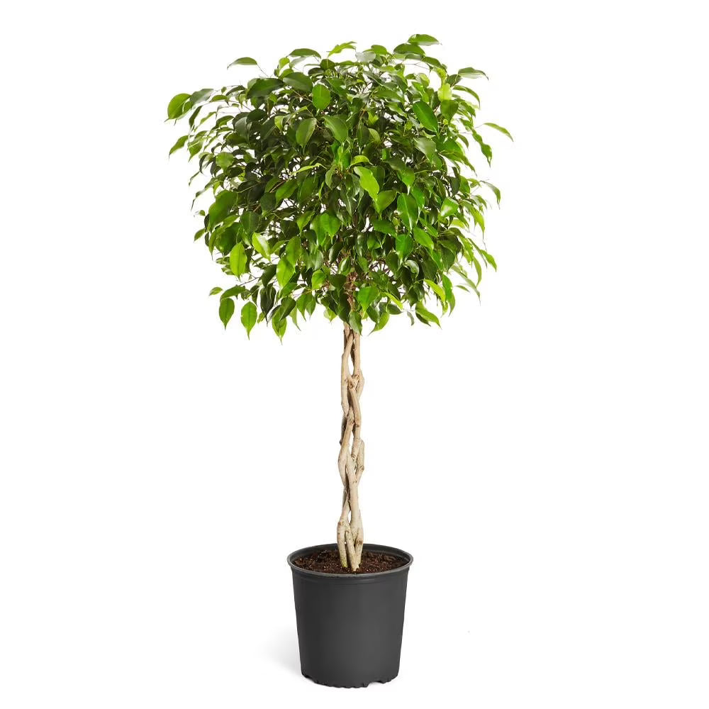 Brighter Blooms - Braided Benjamina Ficus Tree, 3-4 ft. - No Shipping to AZ, OR