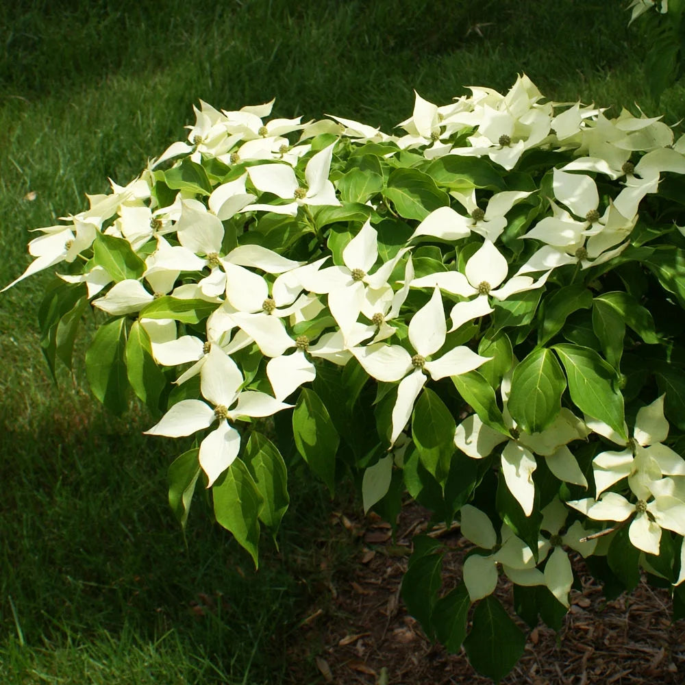 Brighter Blooms - White Kousa Dogwood, 3-4 ft. - No Shipping to AZ, FL