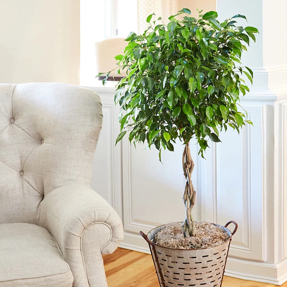 Brighter Blooms - Braided Benjamina Ficus Tree, 3-4 ft. - No Shipping to AZ, OR