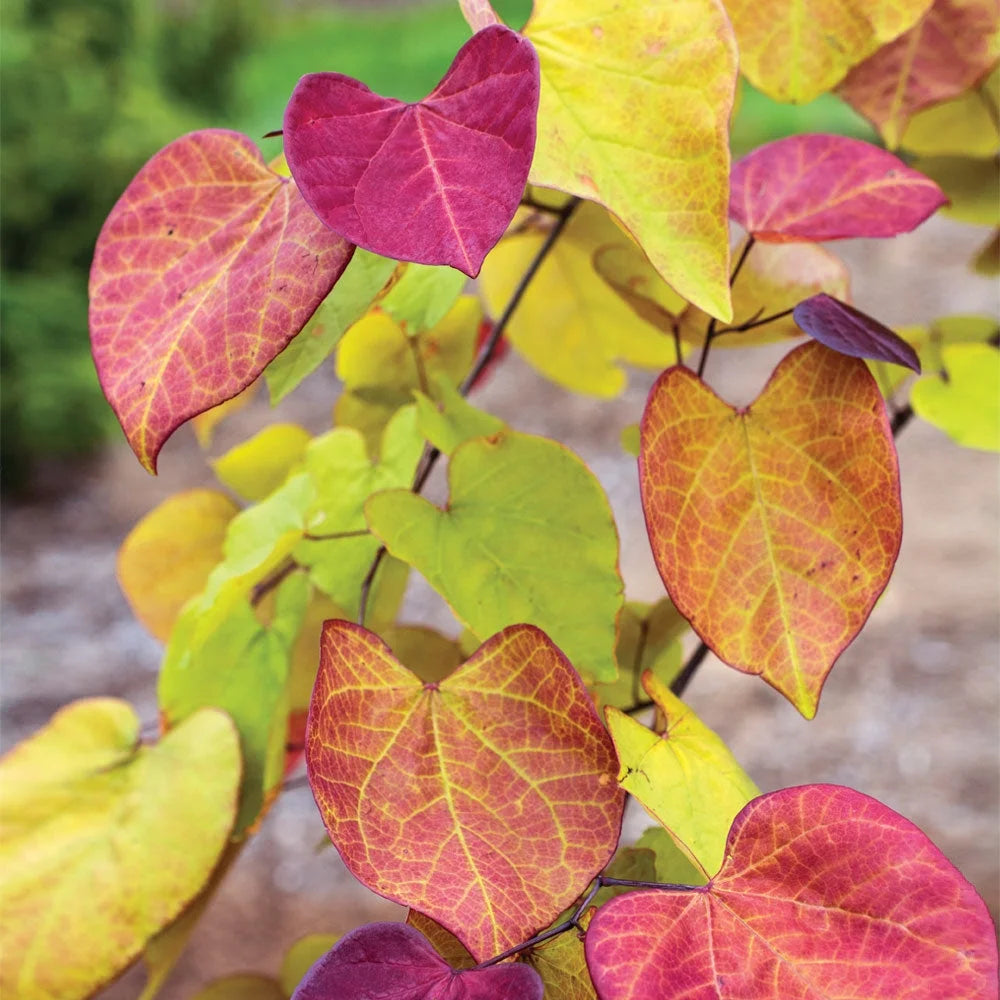 Brighter Blooms - Bloomables? Flame Thrower? Redbud Tree, 3-4 ft. - No Shipping to AZ, OR