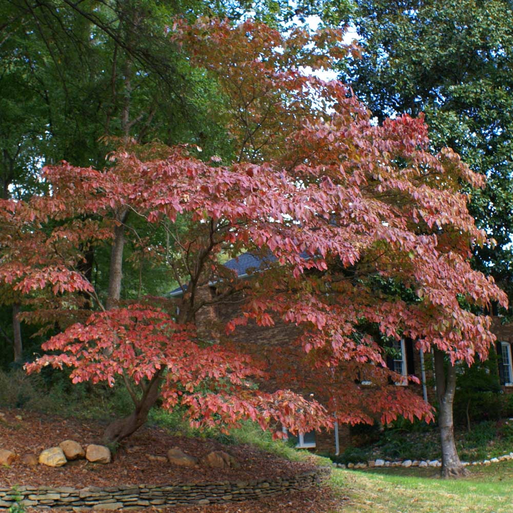 Brighter Blooms - White Kousa Dogwood, 3-4 ft. - No Shipping to AZ, FL