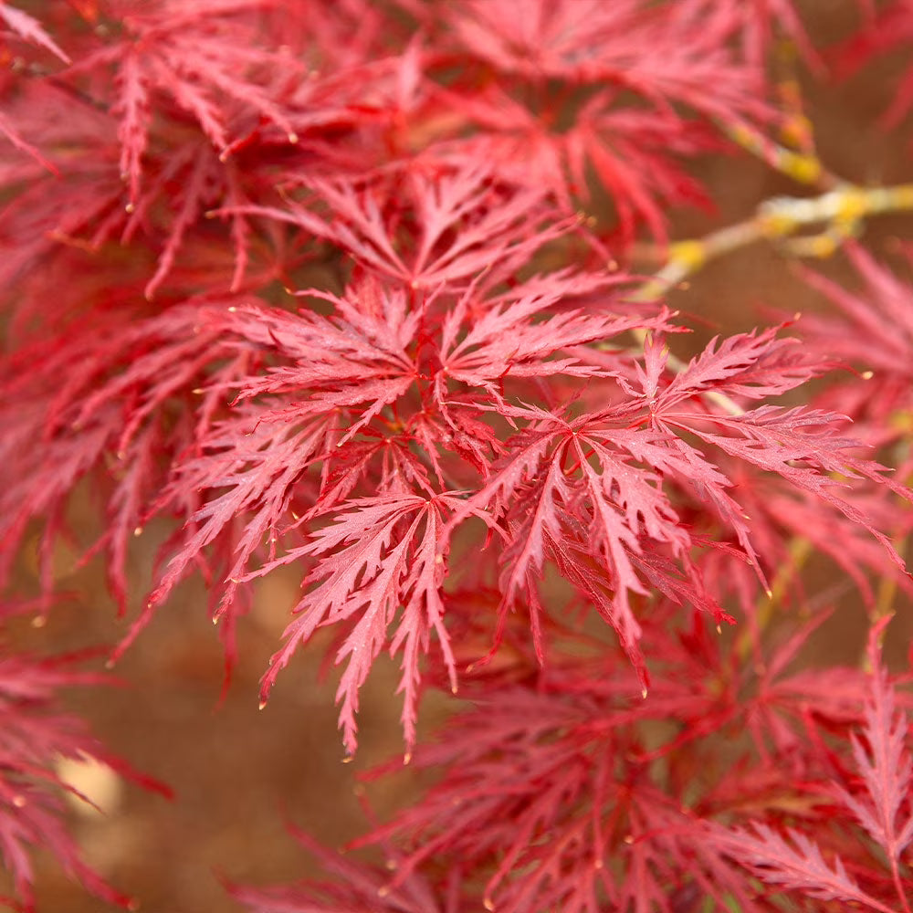 Brighter Blooms - Red Dragon Japanese Maple Tree, 1-2 ft. - No Shipping To AZ