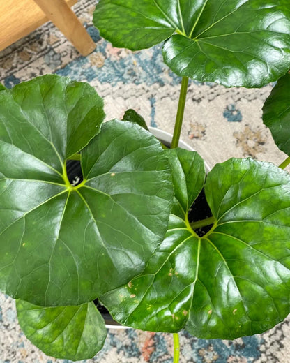 Gigantea Leopard Plant-Perennial-Attracts Pollinators  10" Pot