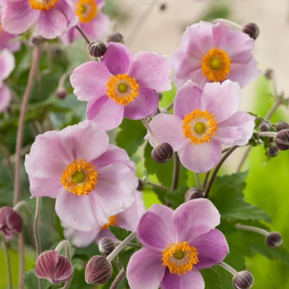 September Charm Japanese Anemone-Perennial-Elegant pink flowers  1 Gallon (Pack of 4)