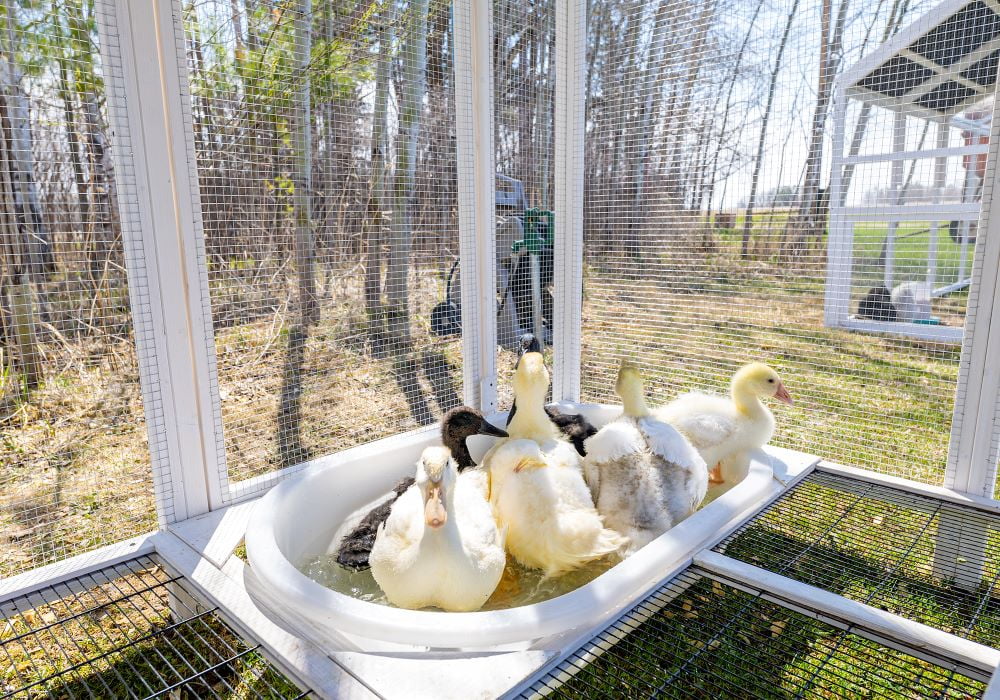 Zylina Modern Duck Barn - Duck Coop