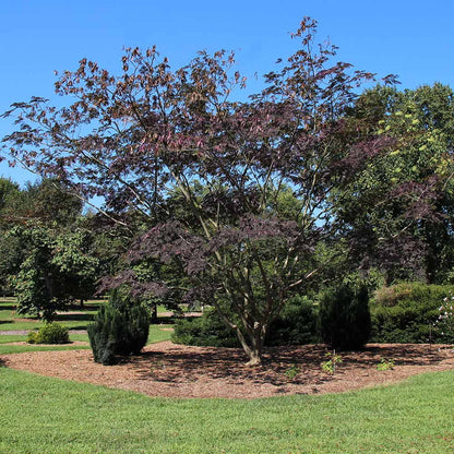 Brighter Blooms - Bloomables? Summer Chocolate Mimosa Tree, 5-6 ft. - No Shipping to AZ, FL, OR