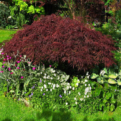 Brighter Blooms - Red Dragon Japanese Maple Tree, 1-2 ft. - No Shipping To AZ