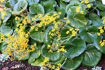 Gigantea Leopard Plant-Perennial-Attracts Pollinators  10" Pot