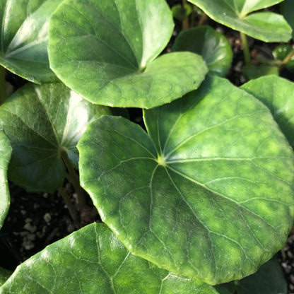 Gigantea Leopard Plant-Perennial-Attracts Pollinators  10" Pot