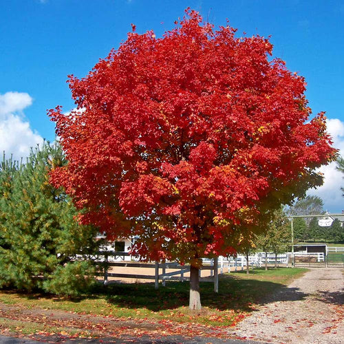 Brighter Blooms - Red Sunset? Maple Tree, 6-7 ft. - No Shipping to AZ