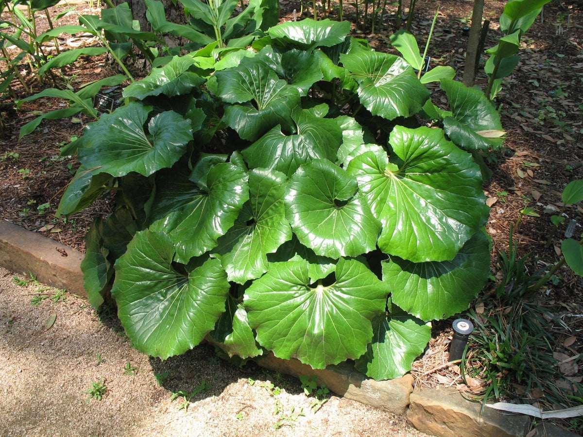 Gigantea Leopard Plant-Perennial-Attracts Pollinators  10" Pot
