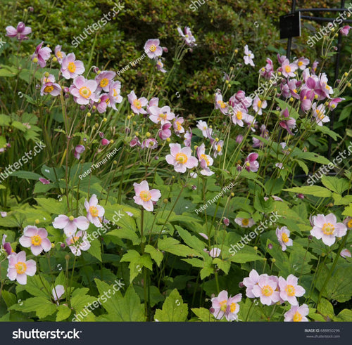 September Charm Japanese Anemone-Perennial-Elegant pink flowers  1 Gallon (Pack of 4)