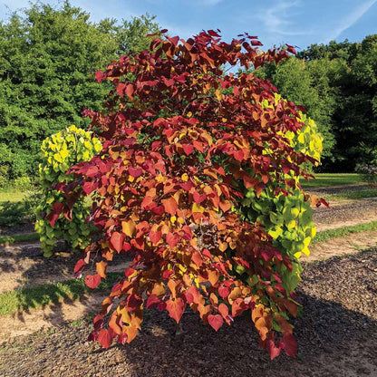 Brighter Blooms - Bloomables? Flame Thrower? Redbud Tree, 3-4 ft. - No Shipping to AZ, OR